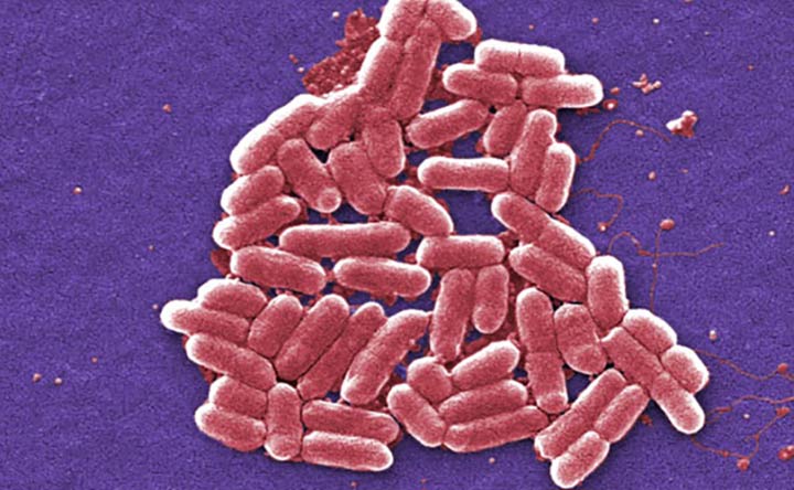 Il microbiota influisce anche sulla nostra fisiologia